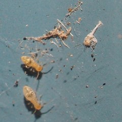 Stenopsocidae