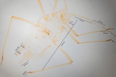 Hyperomyzus lactucae