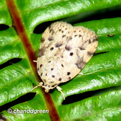 Giaura multipunctata