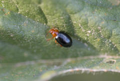 Podagrica fuscicornis