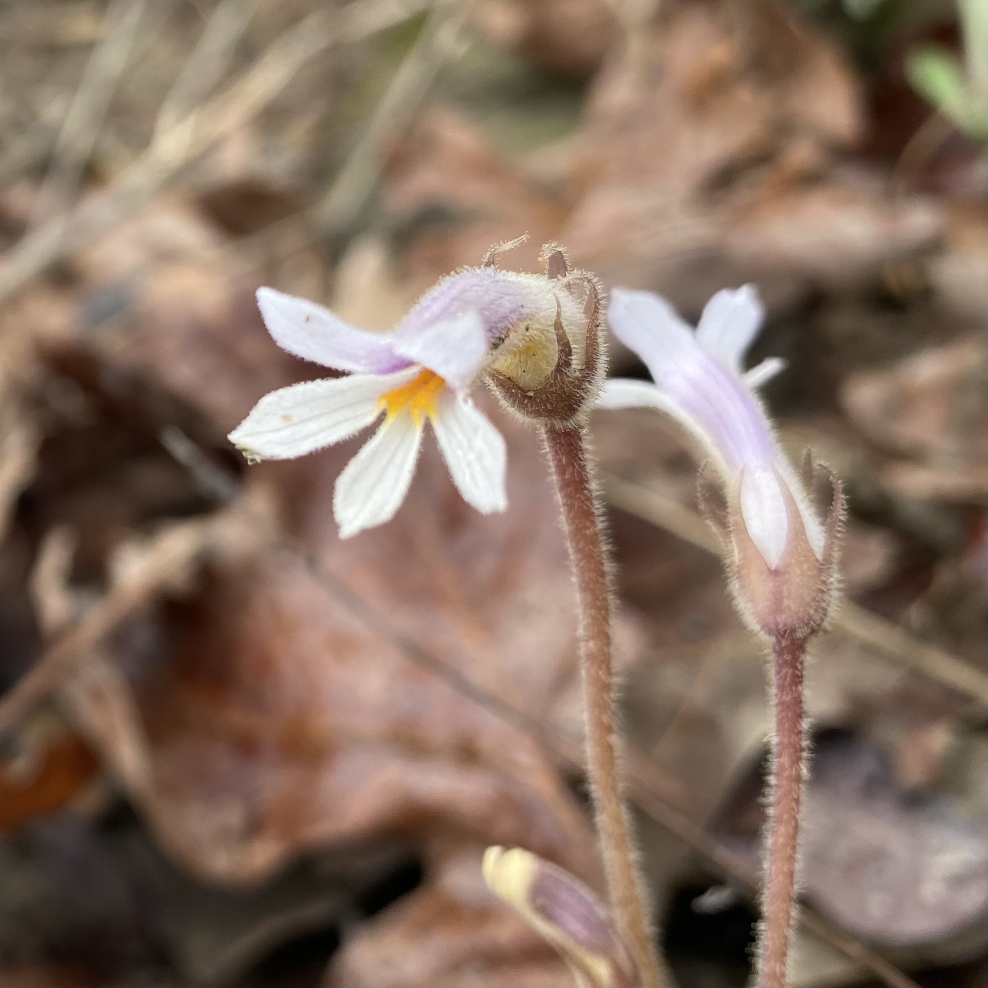 Orobanche uniflora