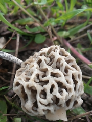 Morchella esculenta umbrina