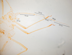 Hyperomyzus lactucae