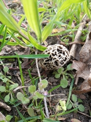 Morchella esculenta umbrina