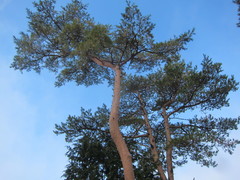 Pinus densiflora