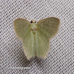 Idiochlora minuscula