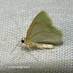 Idiochlora minuscula