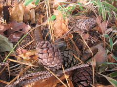 Pinus densiflora