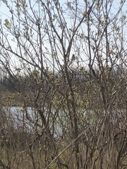 Acrocephalus schoenobaenus