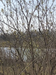 Acrocephalus schoenobaenus