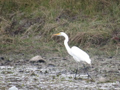 Ardea alba