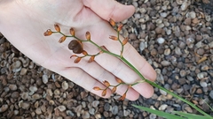 Crocosmia aurea aurea