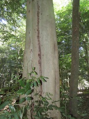 Philenoptera sutherlandii