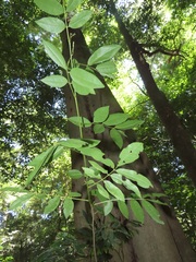Philenoptera sutherlandii