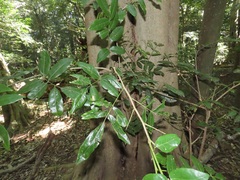 Philenoptera sutherlandii