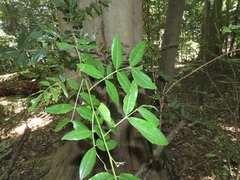Philenoptera sutherlandii