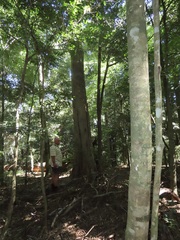 Philenoptera sutherlandii