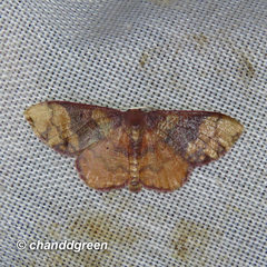 Metallaxis semipurpurascens