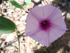 Ipomoea procurrens