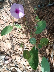 Ipomoea procurrens