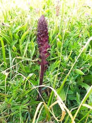 Orobanche foetida