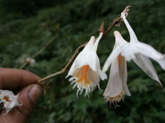 Dendrobium longicornu