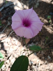 Ipomoea procurrens