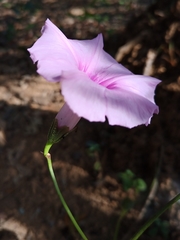Ipomoea procurrens