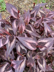 Persicaria microcephala