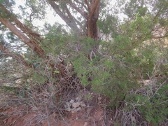 Juniperus pinchotii