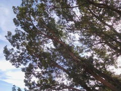 Juniperus pinchotii