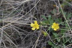 Ranunculus polyrhizos