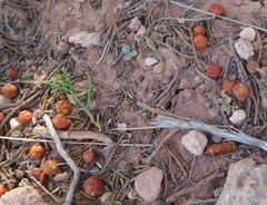 Juniperus pinchotii