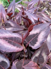 Persicaria microcephala