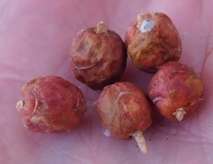 Juniperus pinchotii