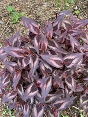 Persicaria microcephala