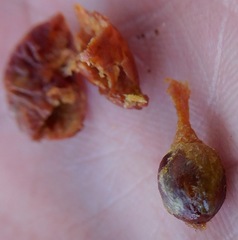 Juniperus pinchotii