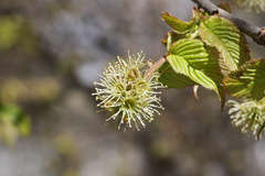 Prunus hypoleuca