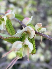Corylopsis pauciflora