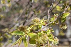 Prunus hypoleuca