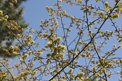 Prunus hypoleuca