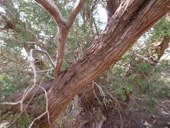 Juniperus pinchotii