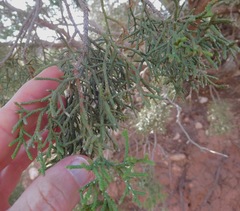 Juniperus pinchotii