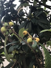 Eriobotrya japonica