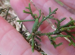 Juniperus pinchotii