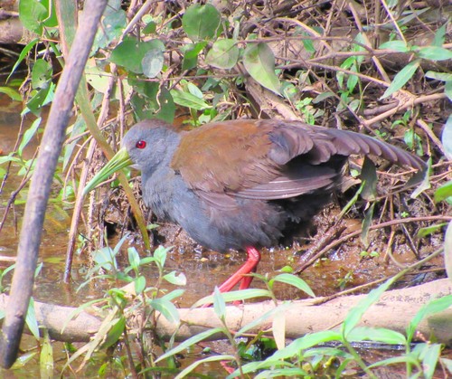 Pardirallus nigricans