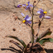 Cyanella hyacinthoides - Photo (c) magriet b,  זכויות יוצרים חלקיות (CC BY-SA), הועלה על ידי magriet b