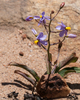 Cyanella hyacinthoides - Photo (c) magriet b, algunos derechos reservados (CC BY-SA), subido por magriet b