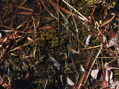 Sarmentypnum exannulatum