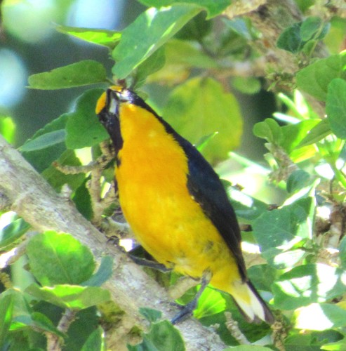 Euphonia violacea